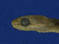 大頭蛇藏品圖，第4張